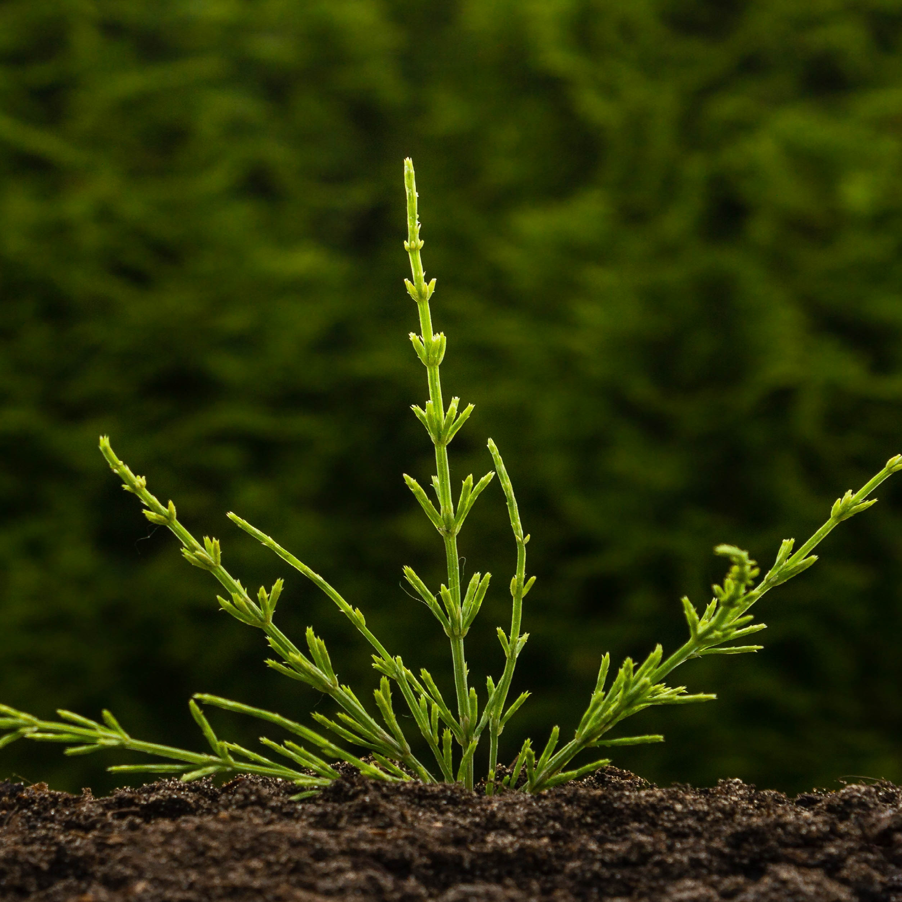Agerpadderokke i jord