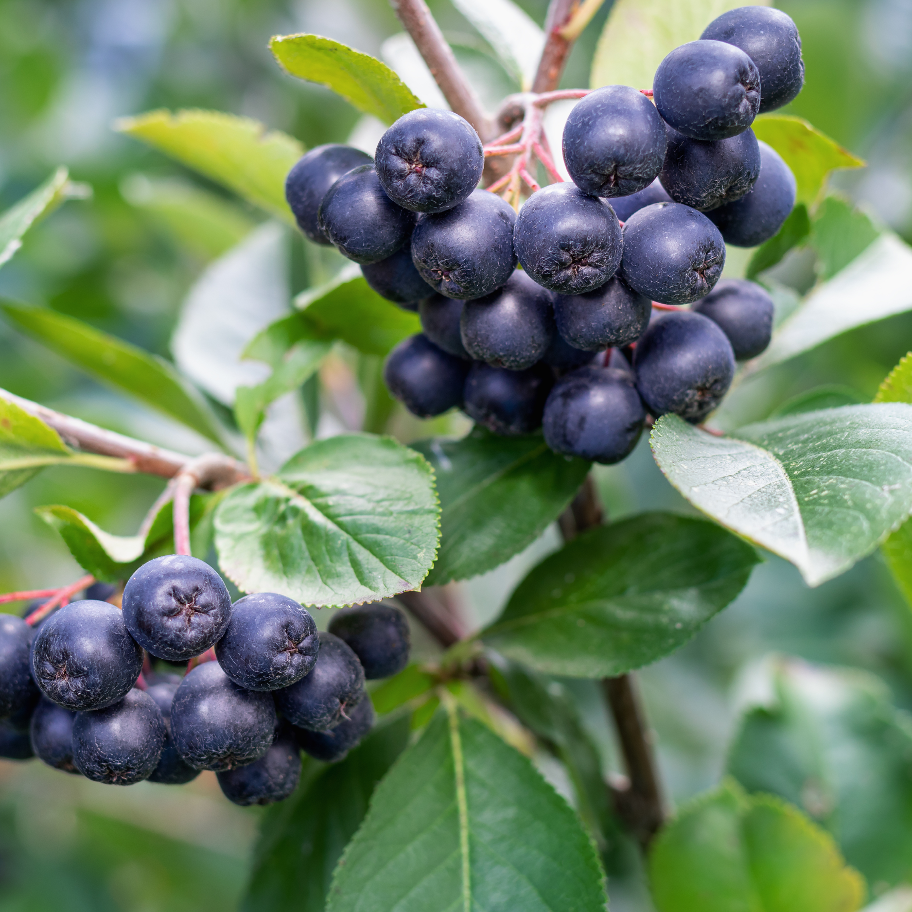 Klaser af aroniabær på en aroniabusk