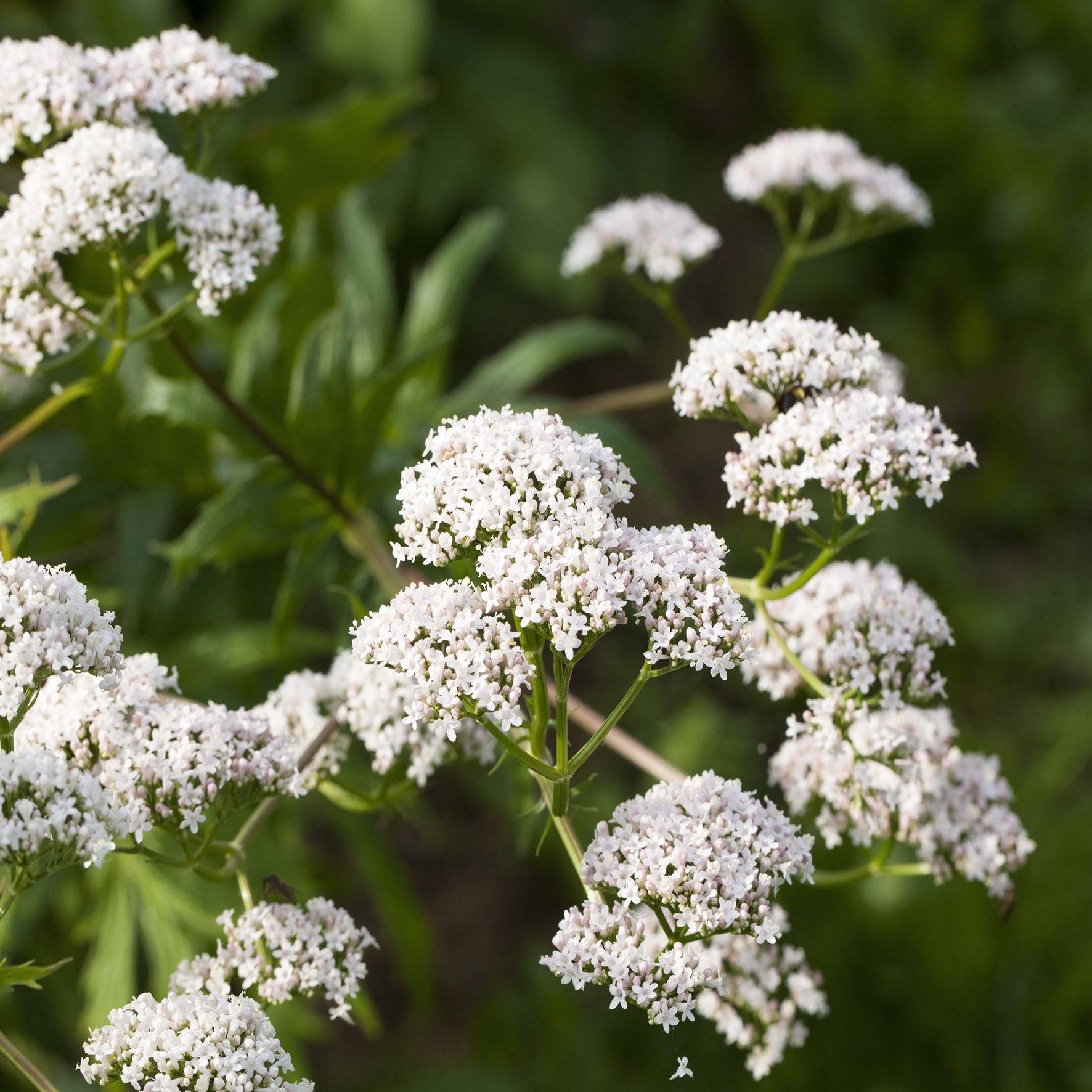 Blomstrende baldrian