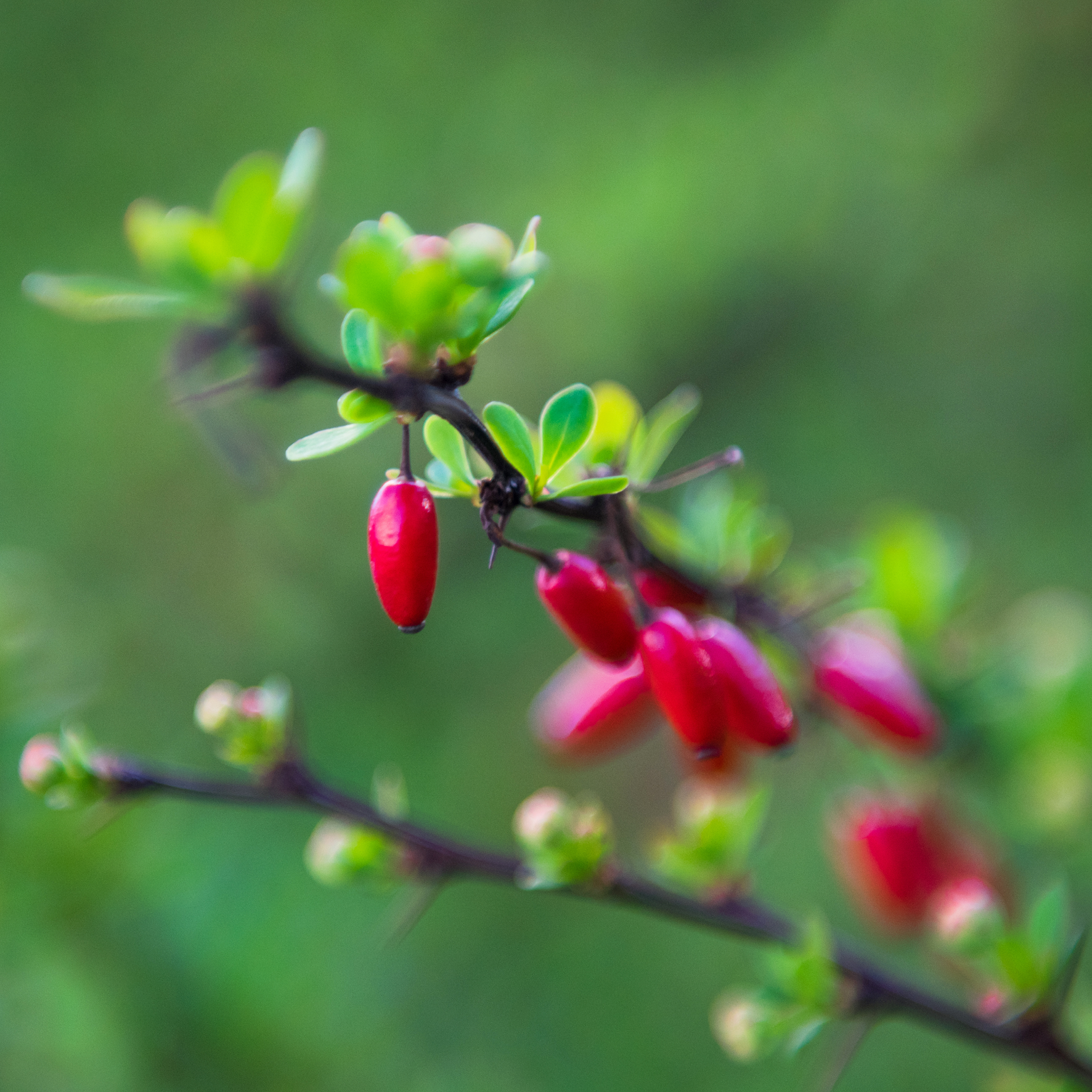Berberis på en gren