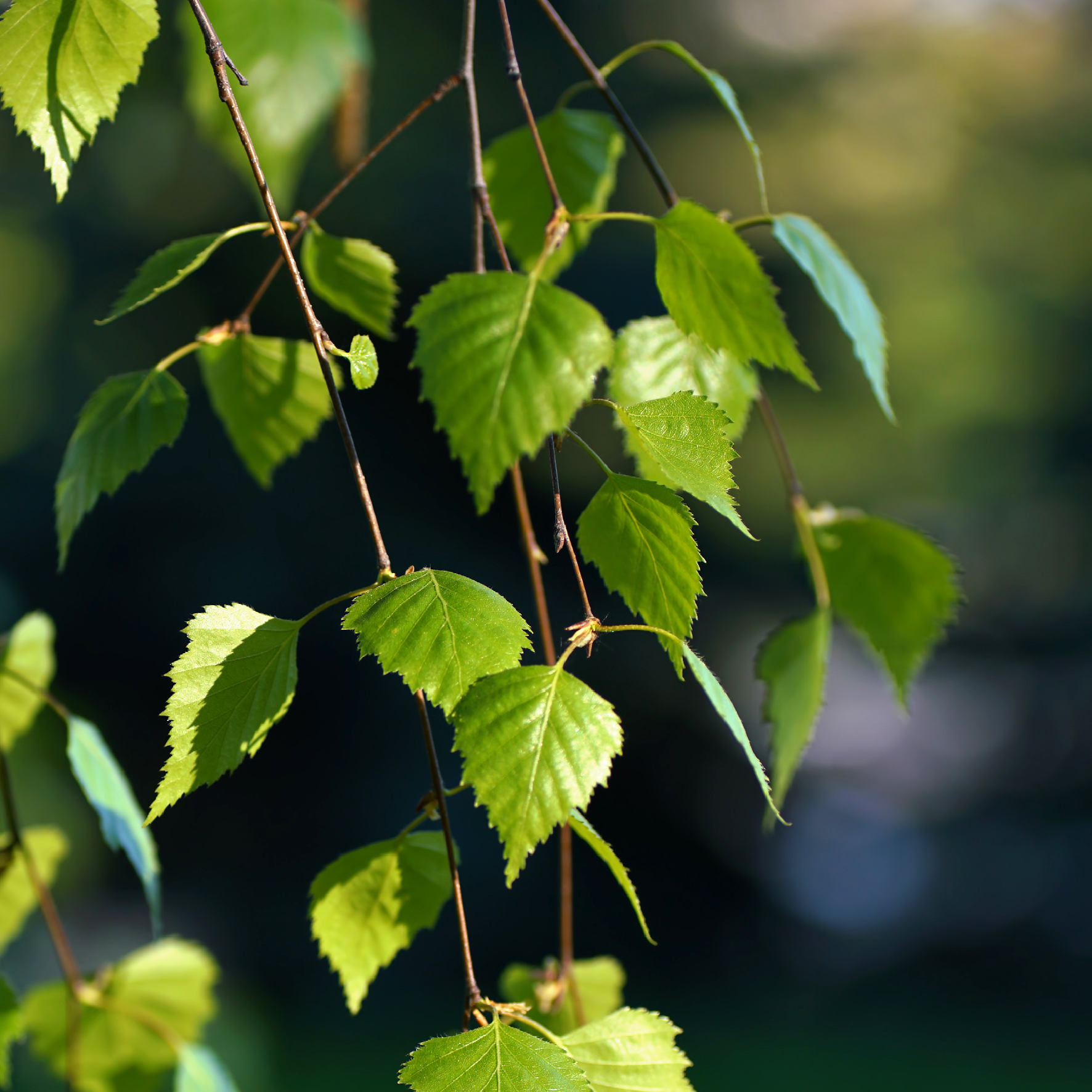 Gren med blade fra et birketræ