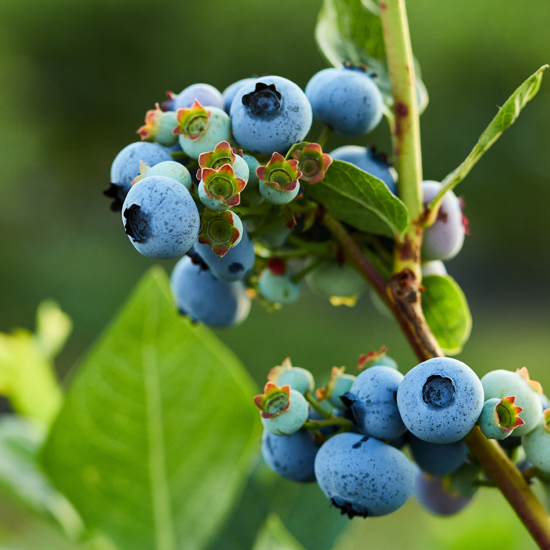 Blåbær på en gren