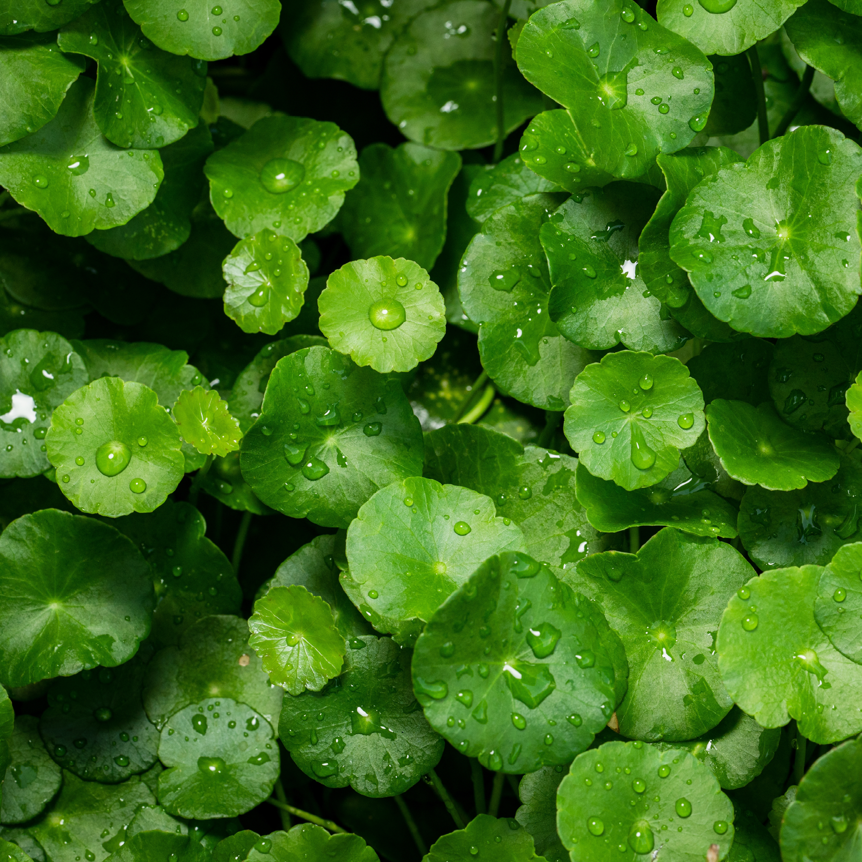 Centella