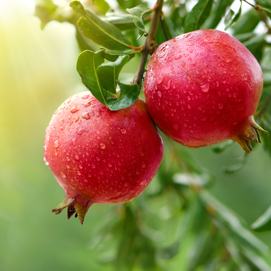 To granatæbler på en gren