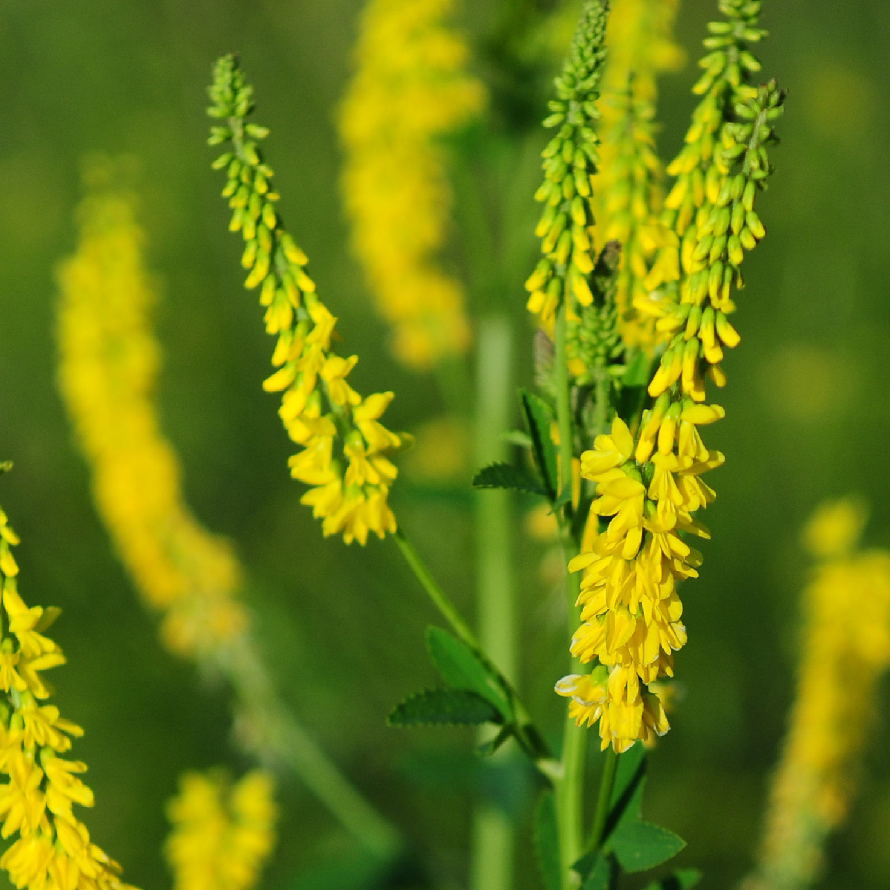 Blomstrende høj stenkløver