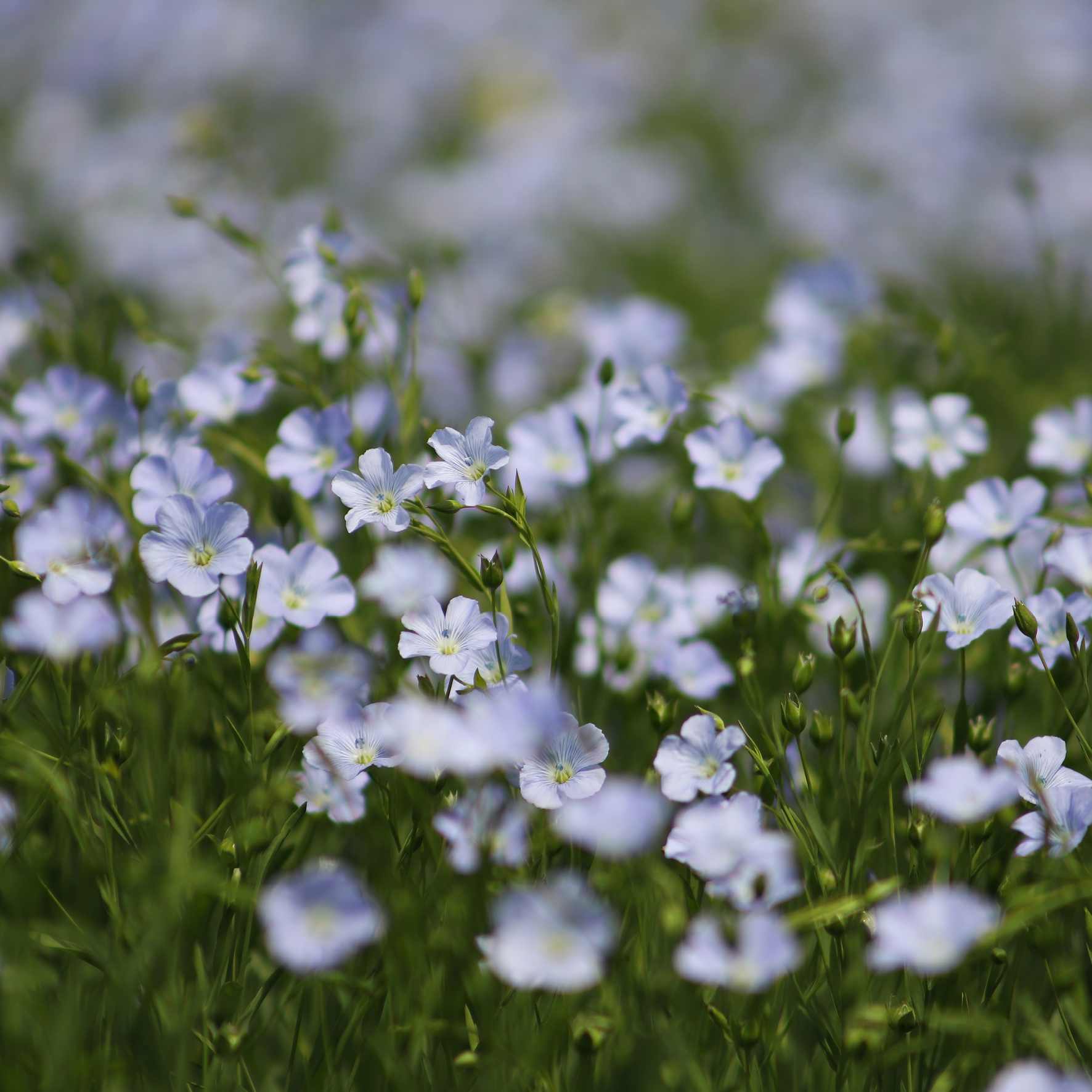 Blomstrende hørfrø