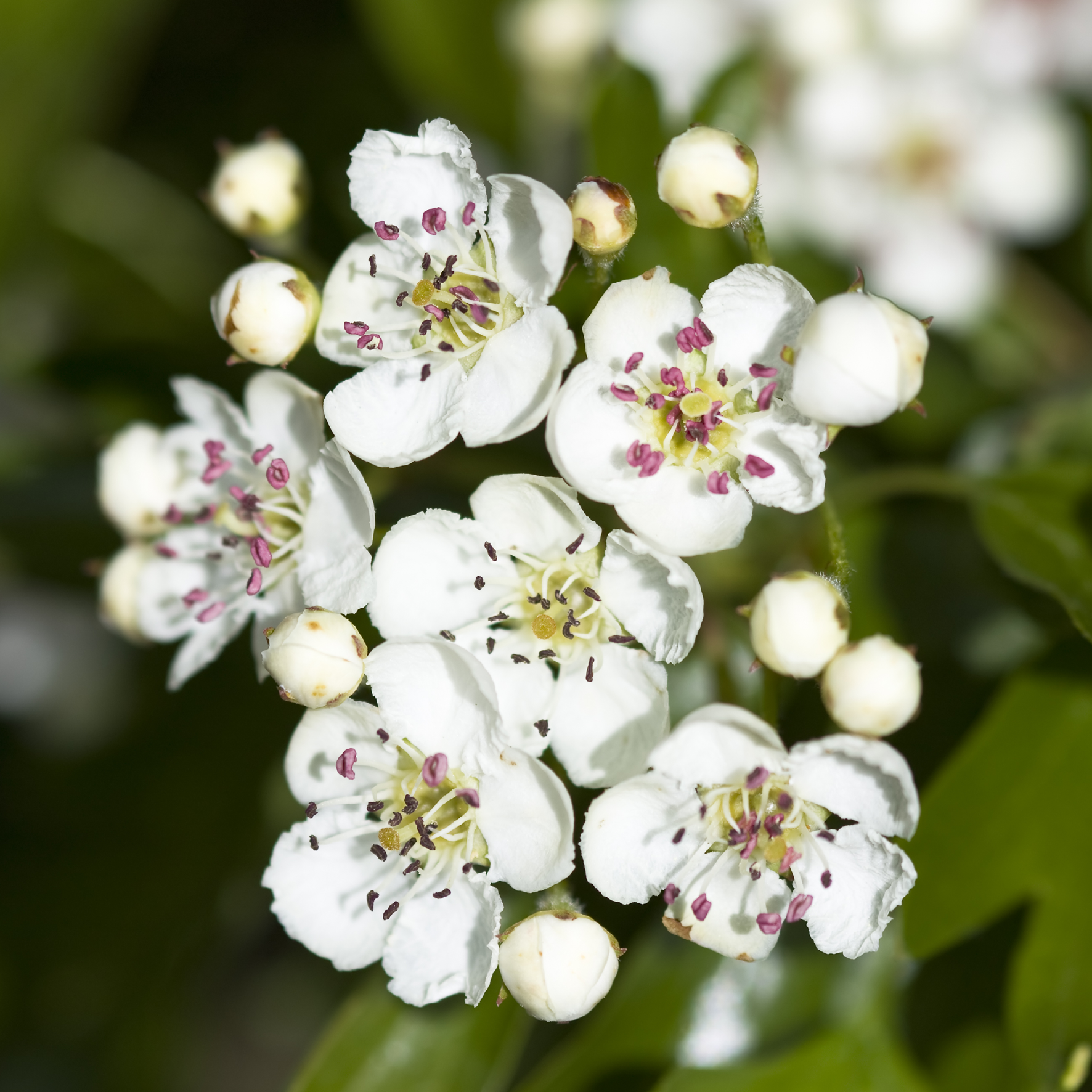 Blomstrende hvidtjørn
