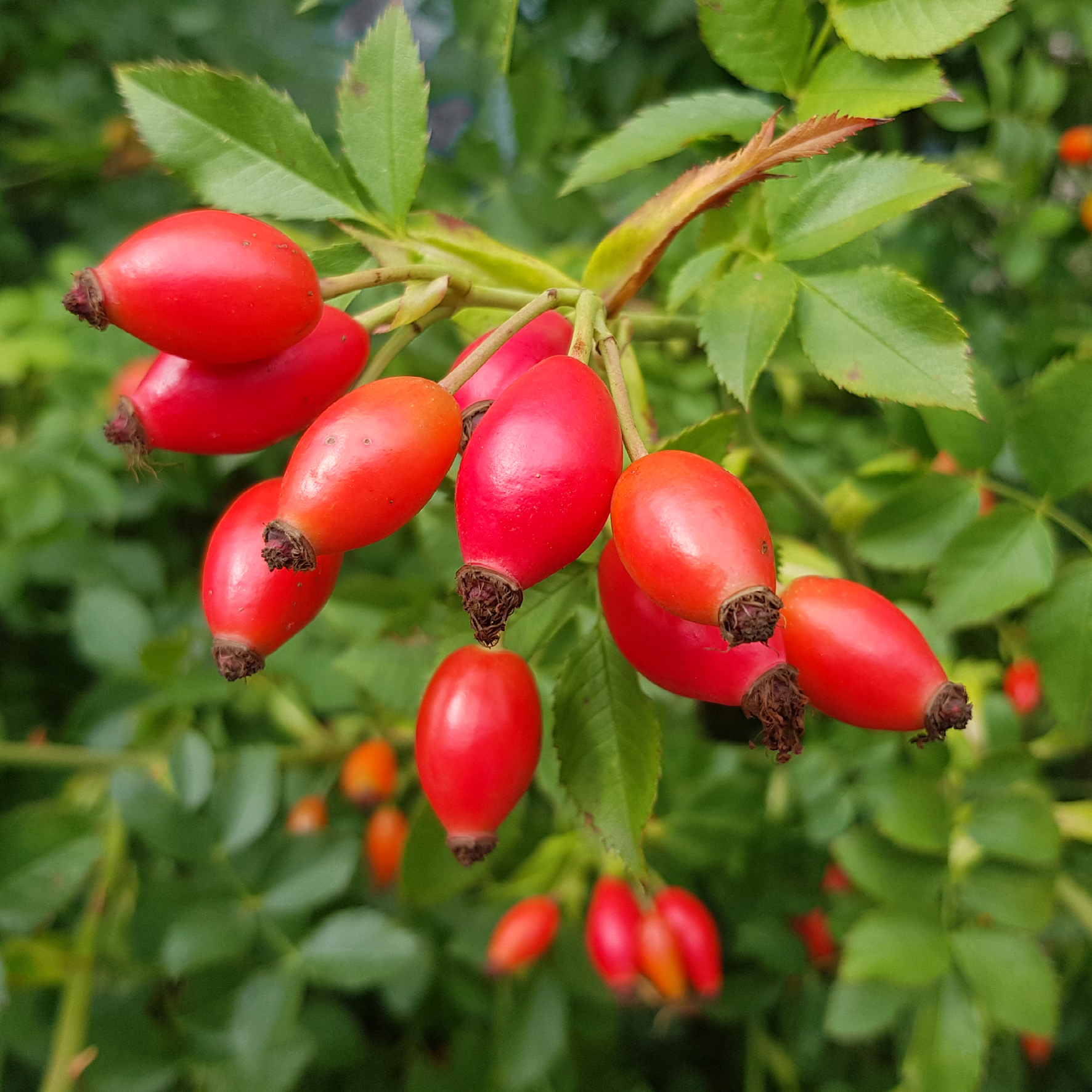 Hyben på en hybenbusk