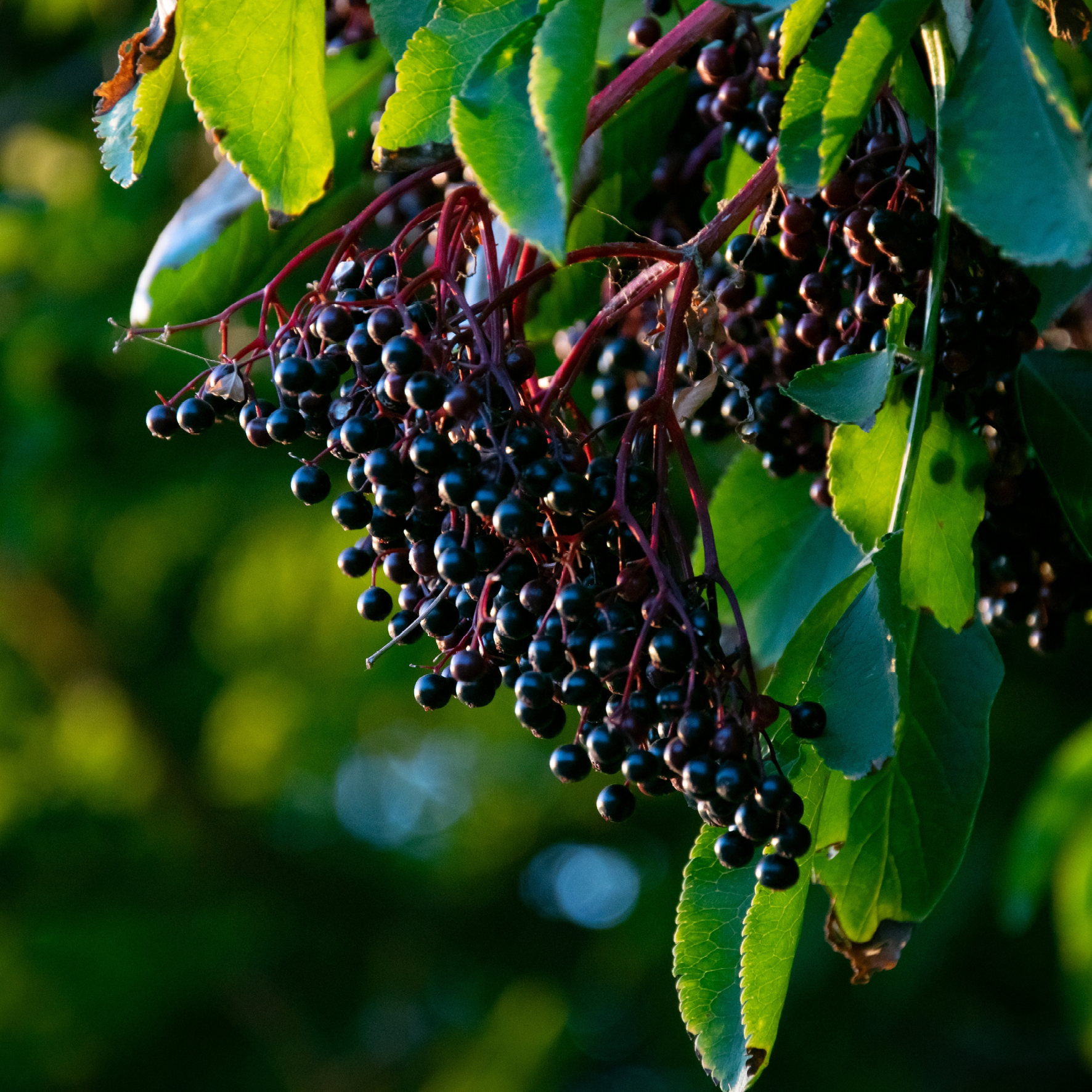 Klaser med hyldebær