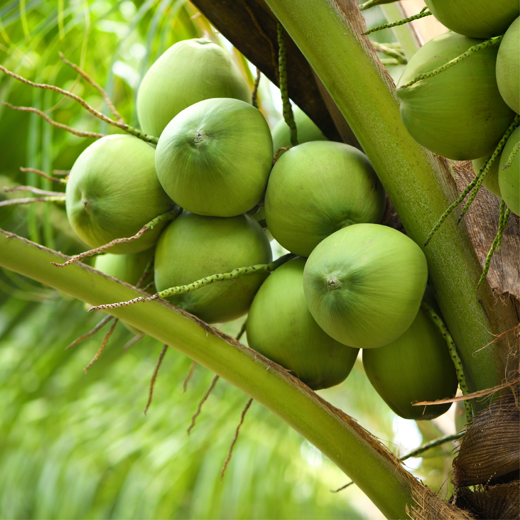 Klase af kokosnødder på et palmetræ