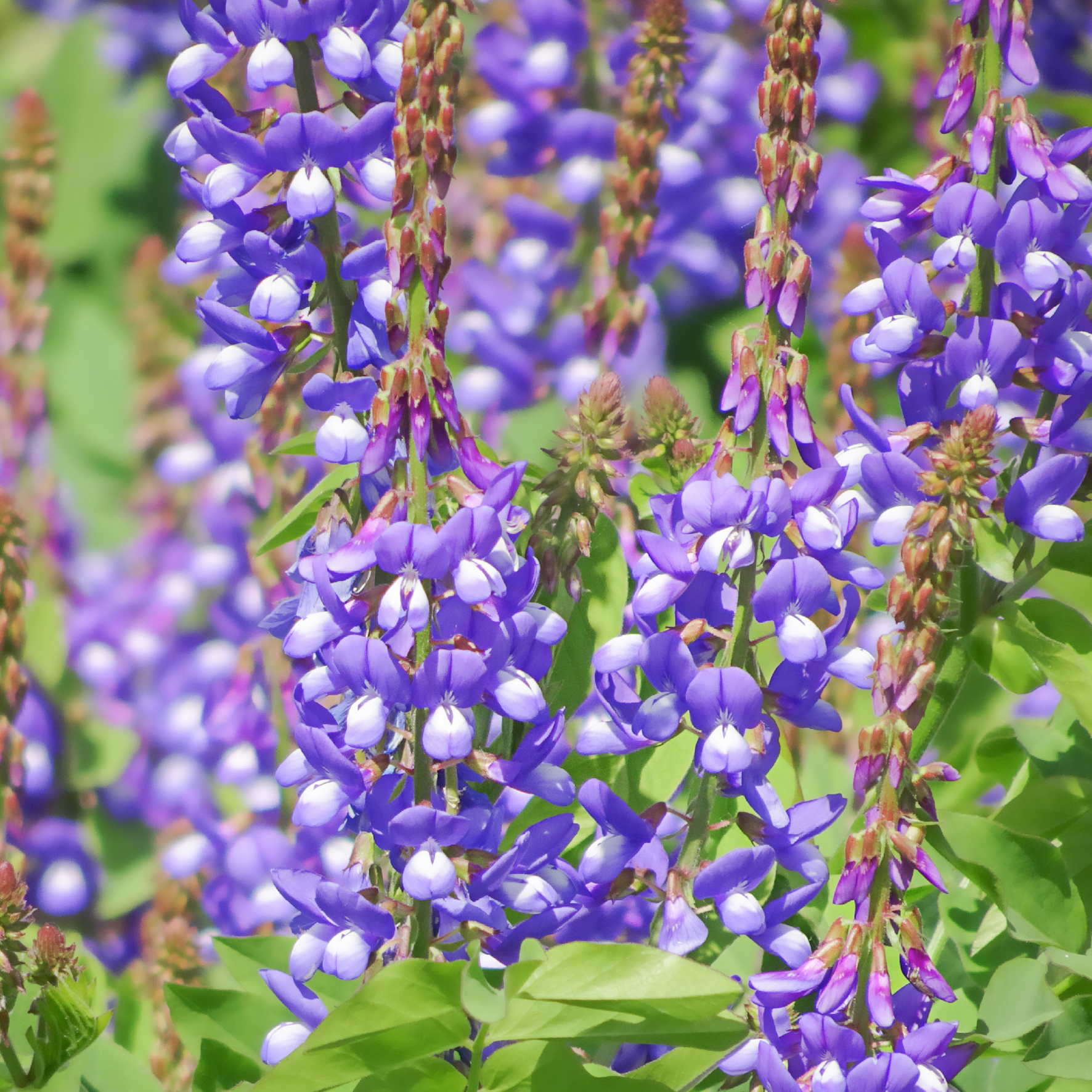 Lægestregbælg med lilla blomster