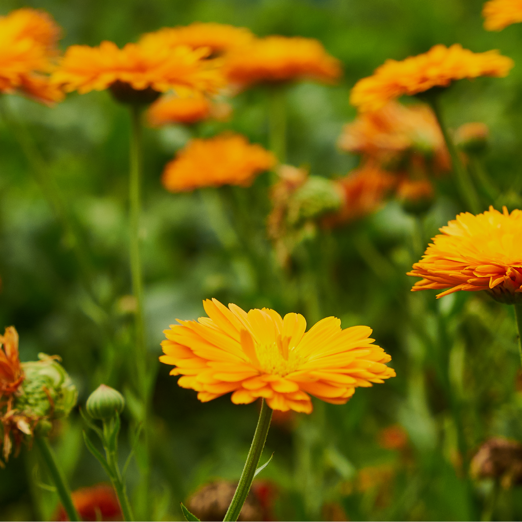 Blomsterbed med orange morgenfruer