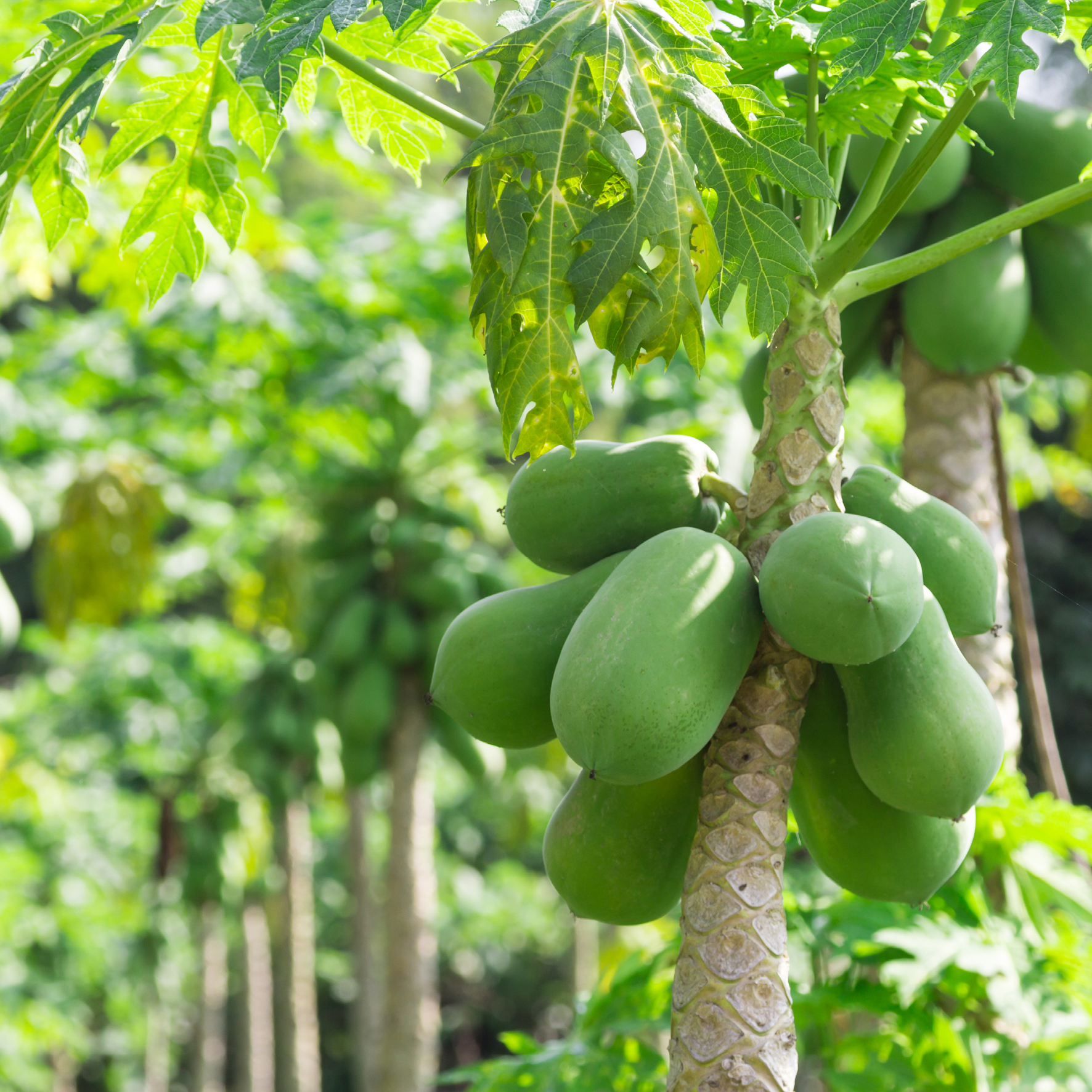 Papaya på et træ