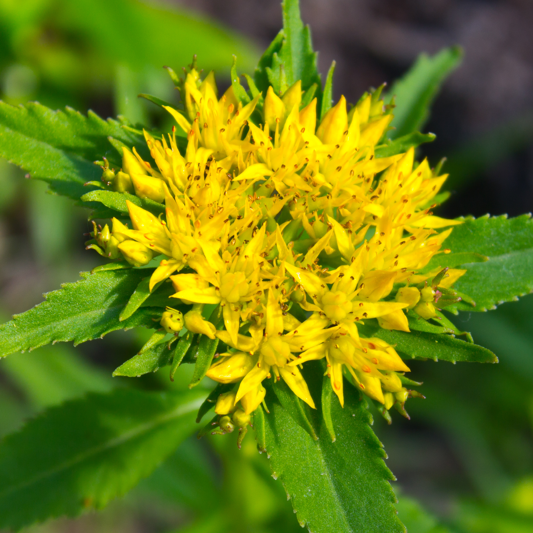 Rosenrod med gul blomst