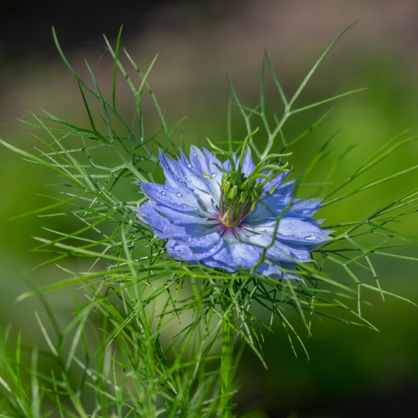 Nigella - nigellafrø