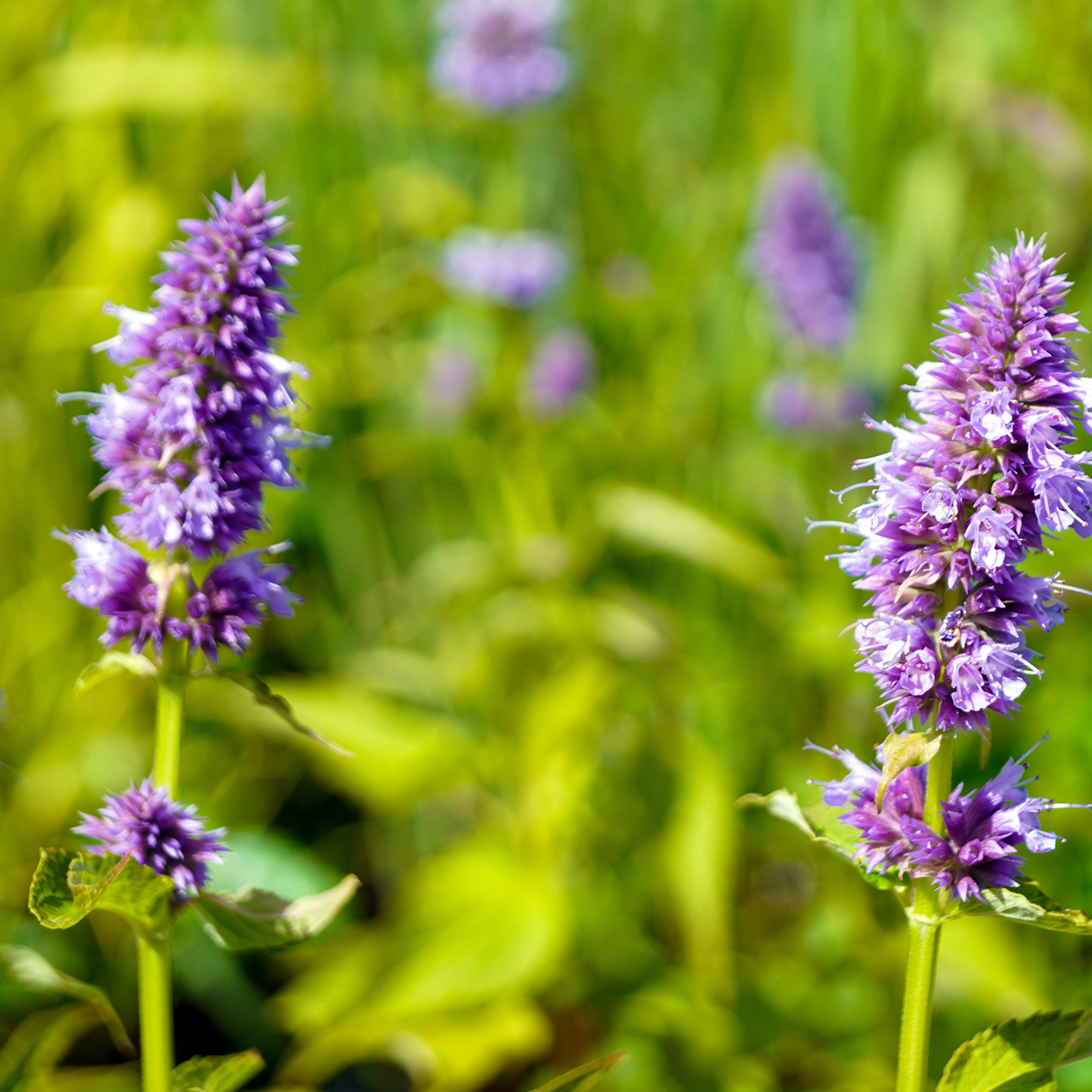 Lakridsrod - naturlige kosttilskud uden tilsætningsstoffer - Sandvig Pharma