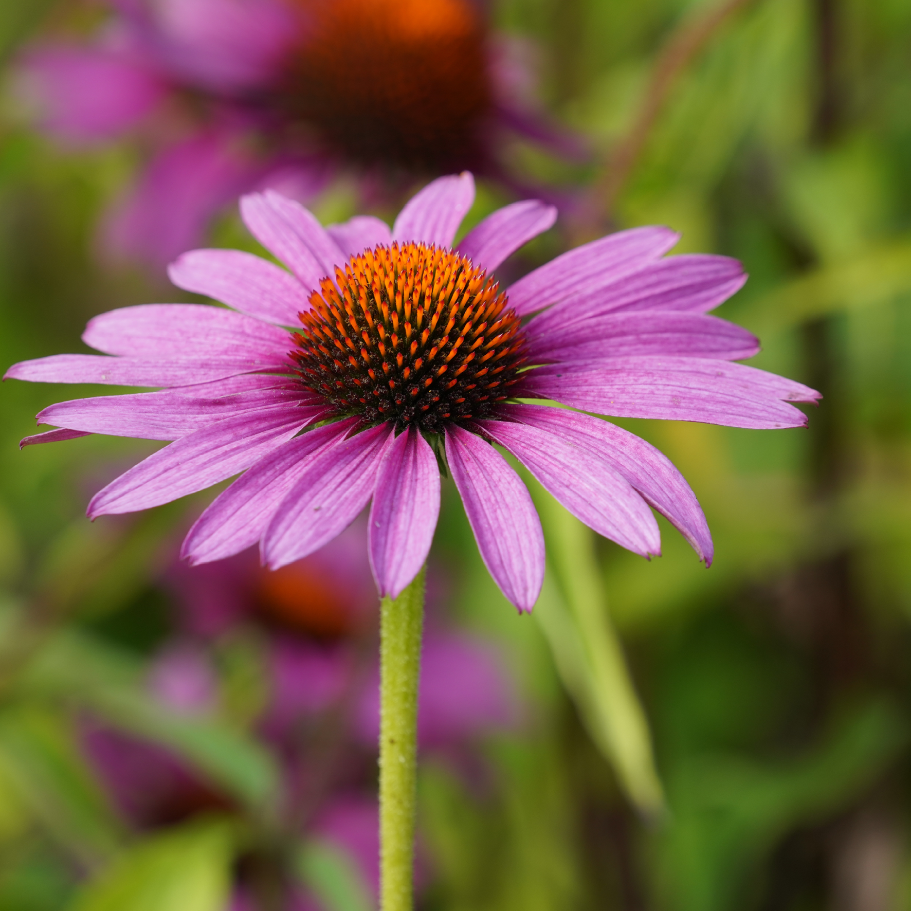 Rød solhat - naturlige kosttilskud uden tilsætningsstoffer - Sandvig Pharma