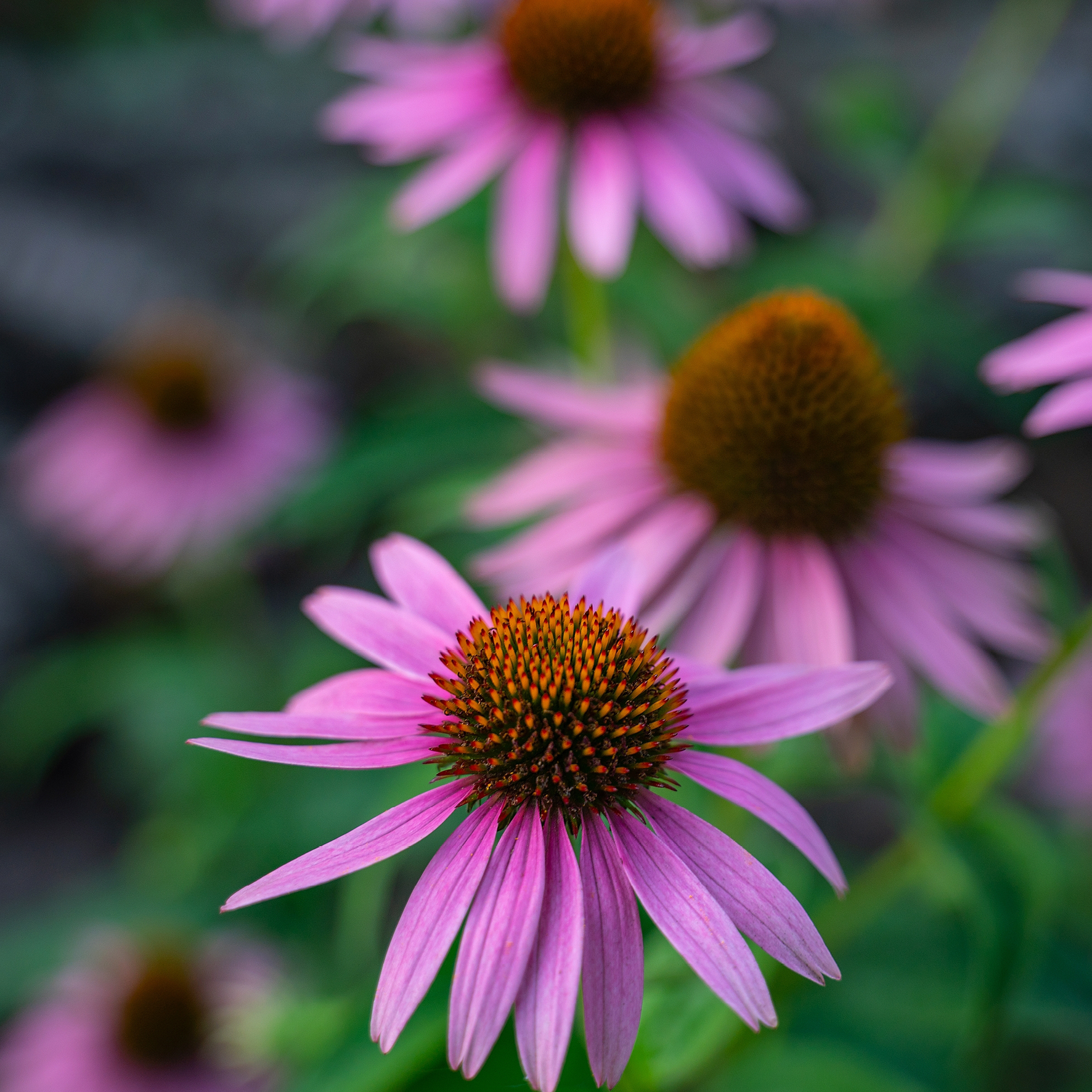 Rød solhat - naturlige kosttilskud uden tilsætningsstoffer - Sandvig Pharma