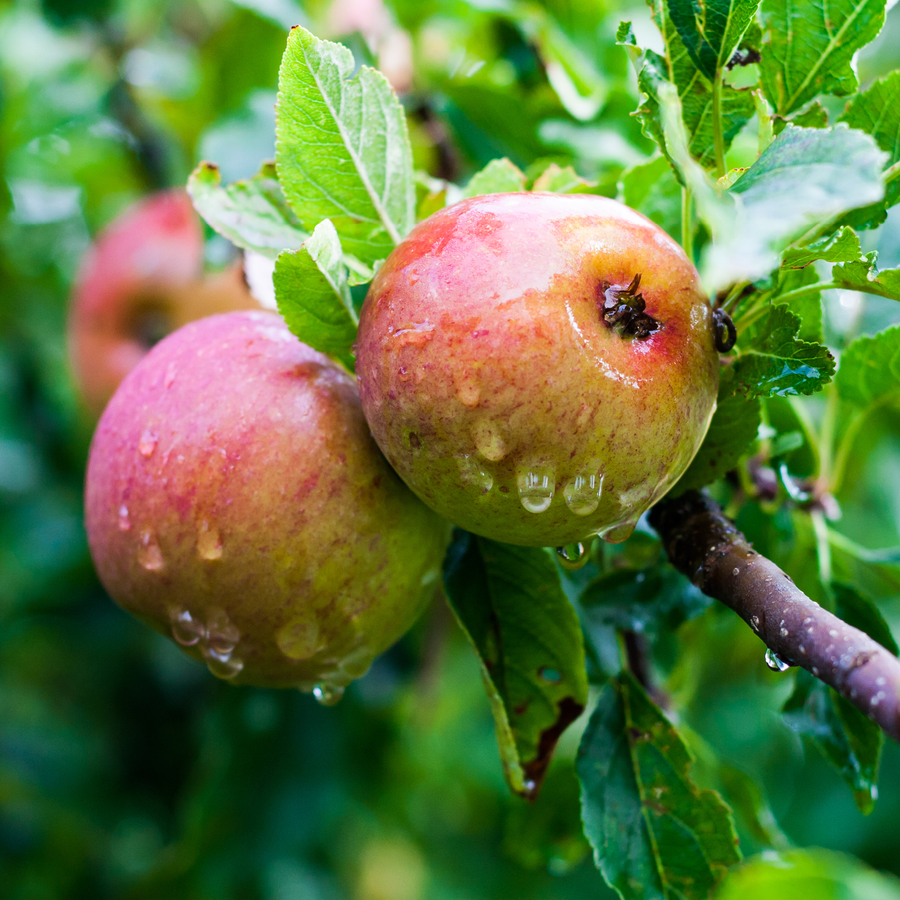 Skovæbler hængende på et træ