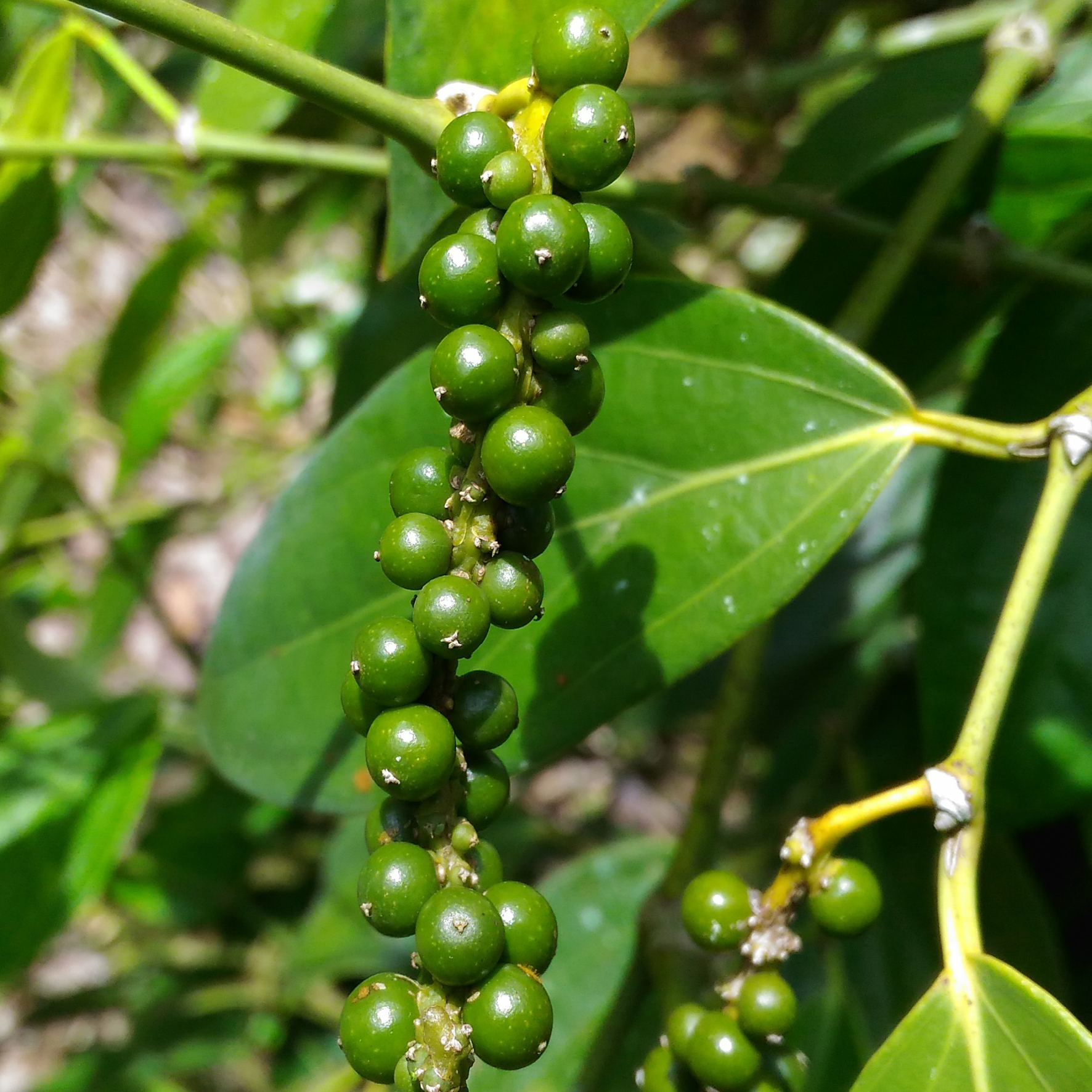 Grønne peberkorn på en gren