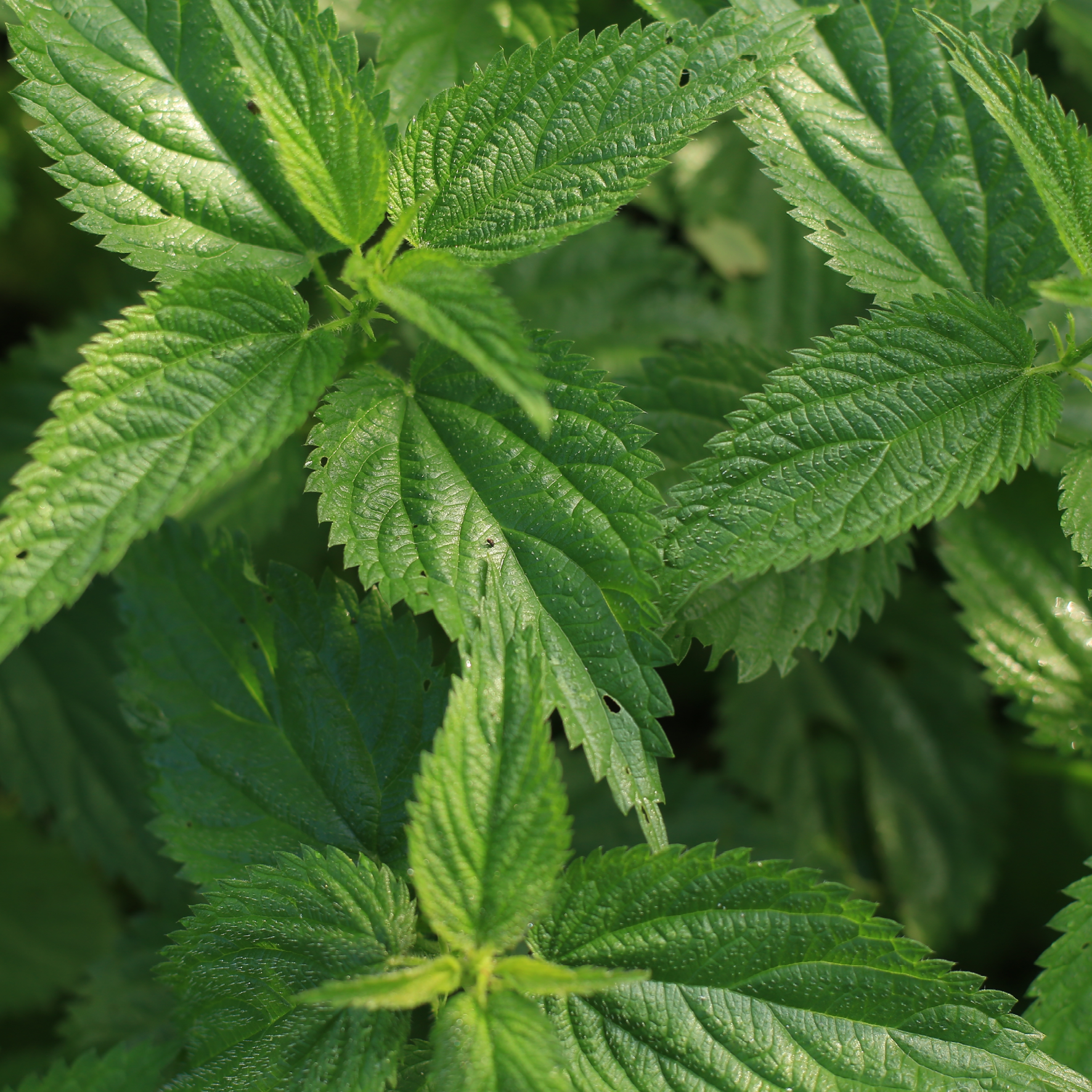 Stor nælde - brændenælde