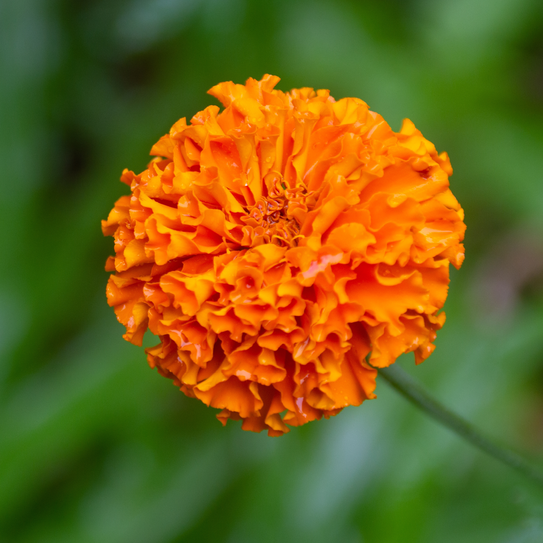 Tagetes