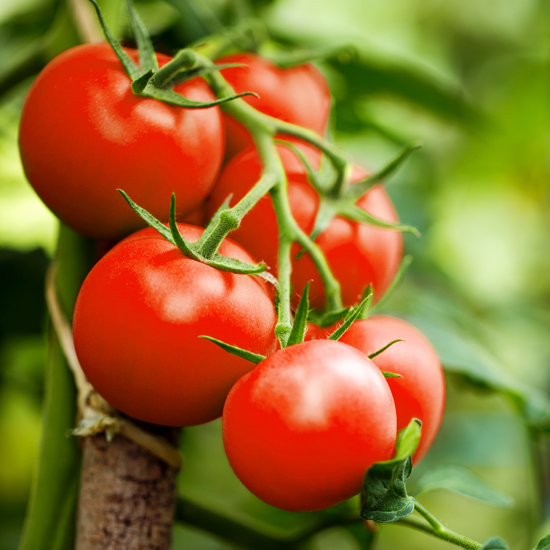Tomatplante med røde tomater