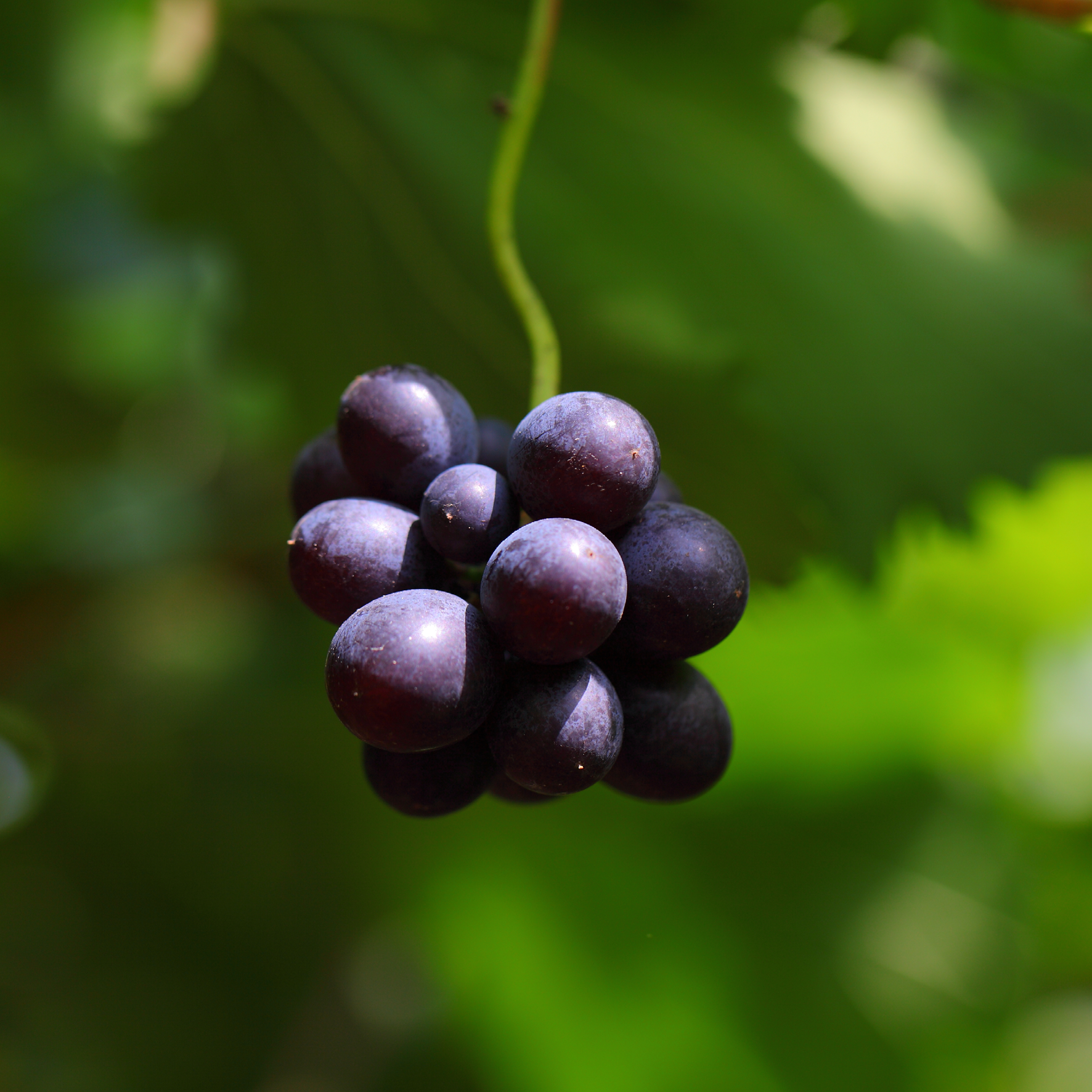 Klase af røde vindruer på en gren
