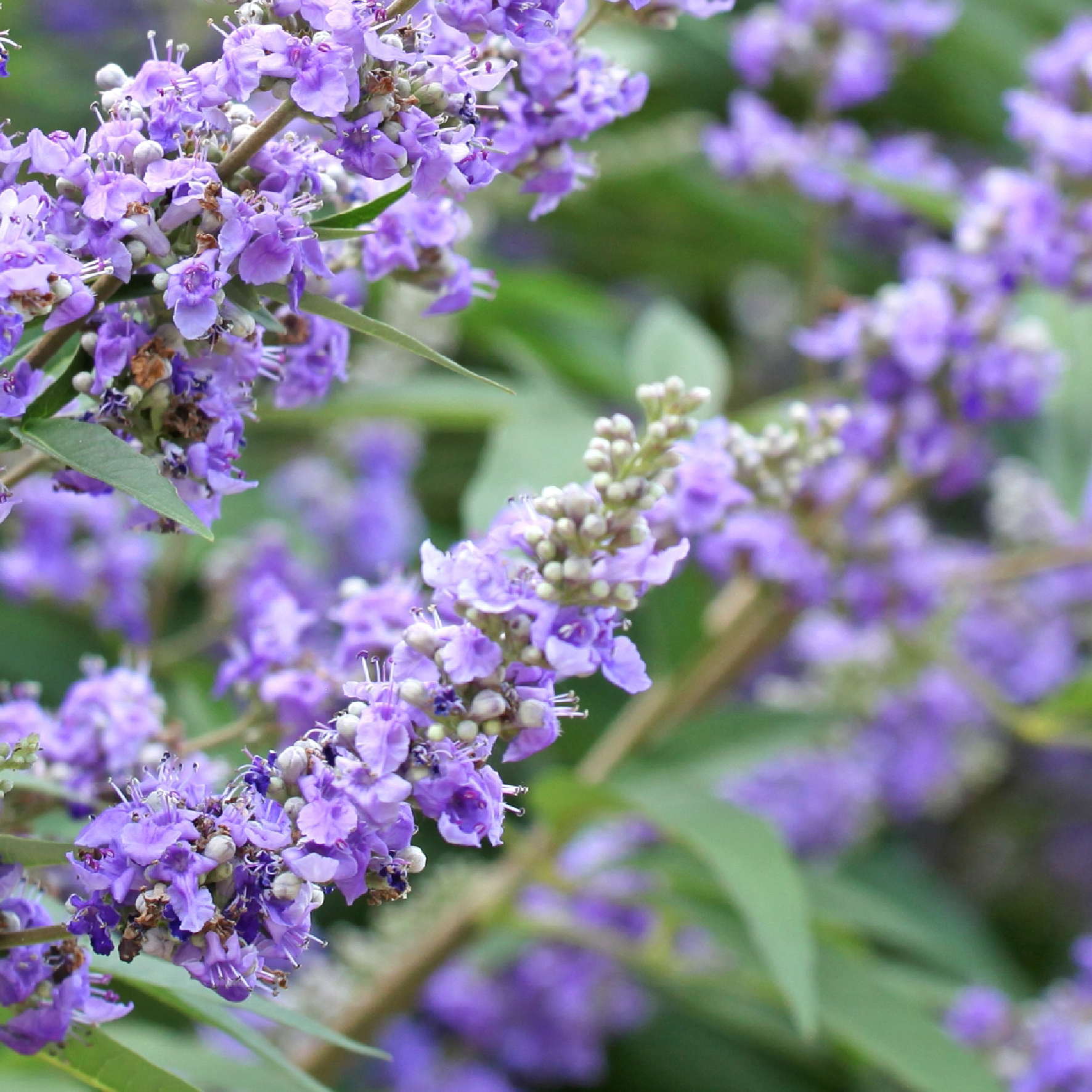 Vitex