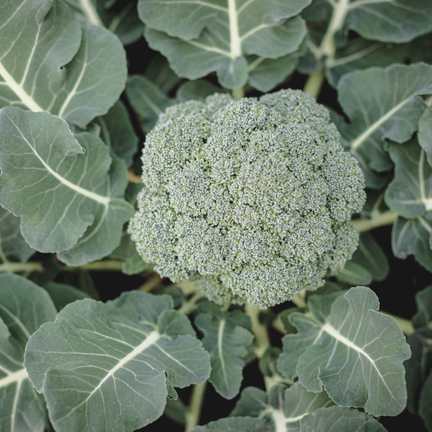 Broccoli