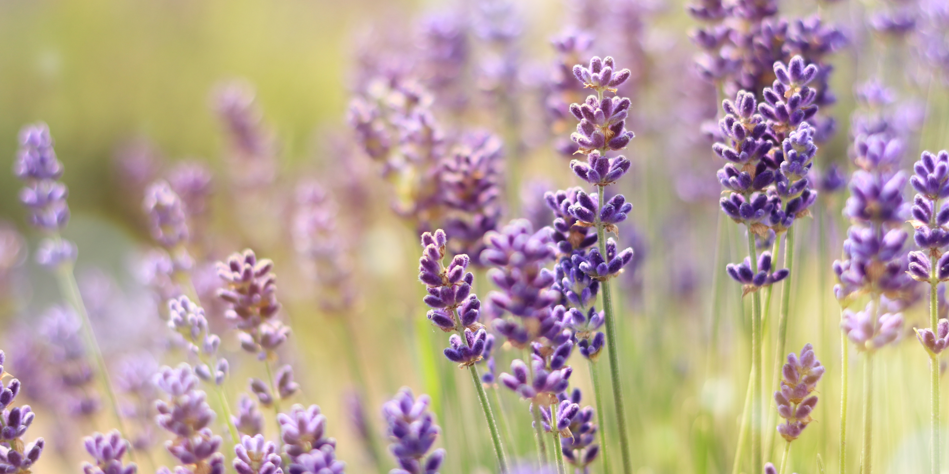 Blomstrende lavendler