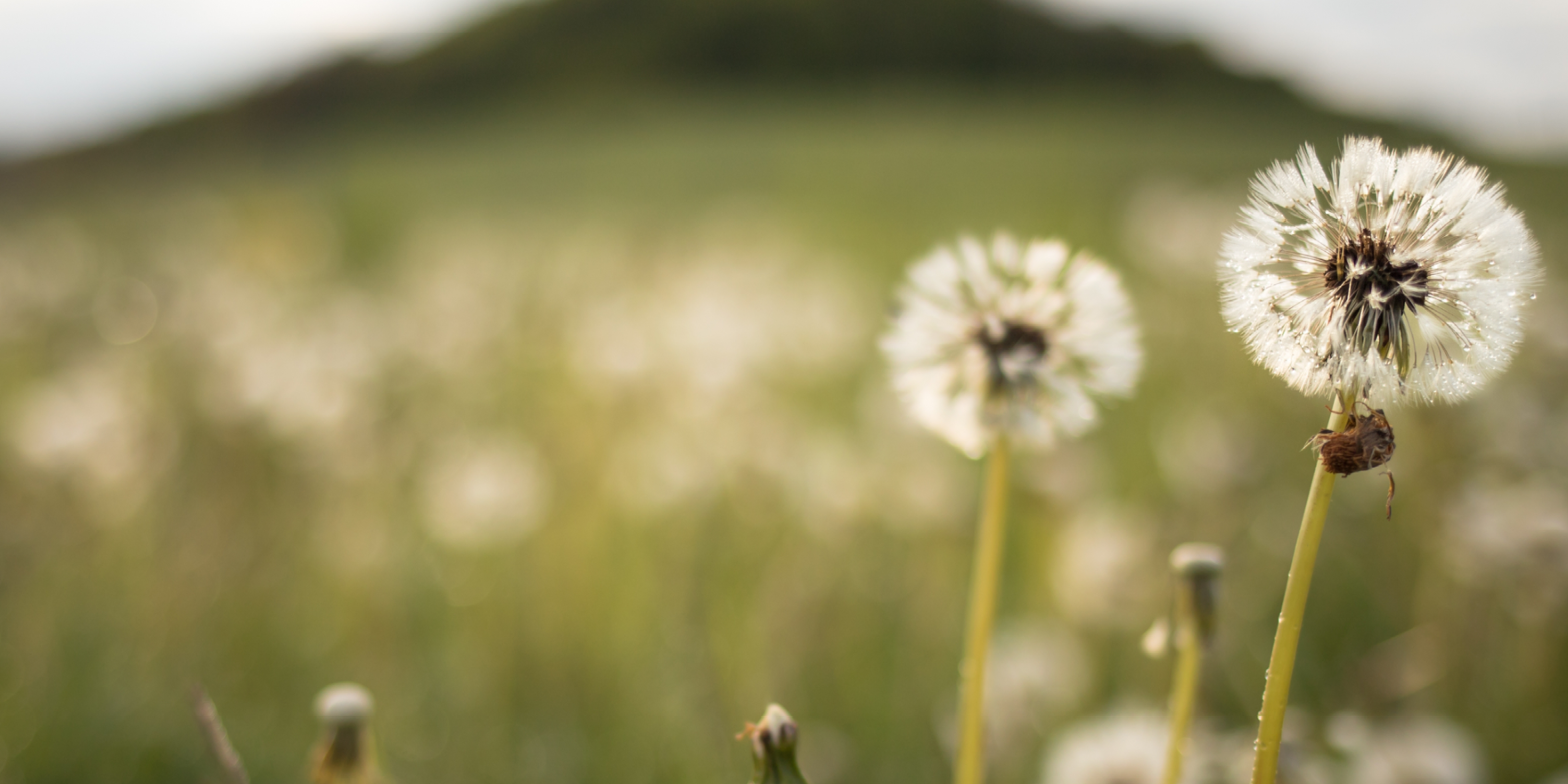 Mælkebøtter på en grøn mark