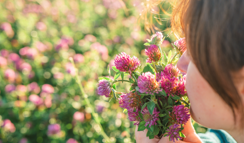 Rødkløver: En naturlig vej til øget velvære i overgangsalderen