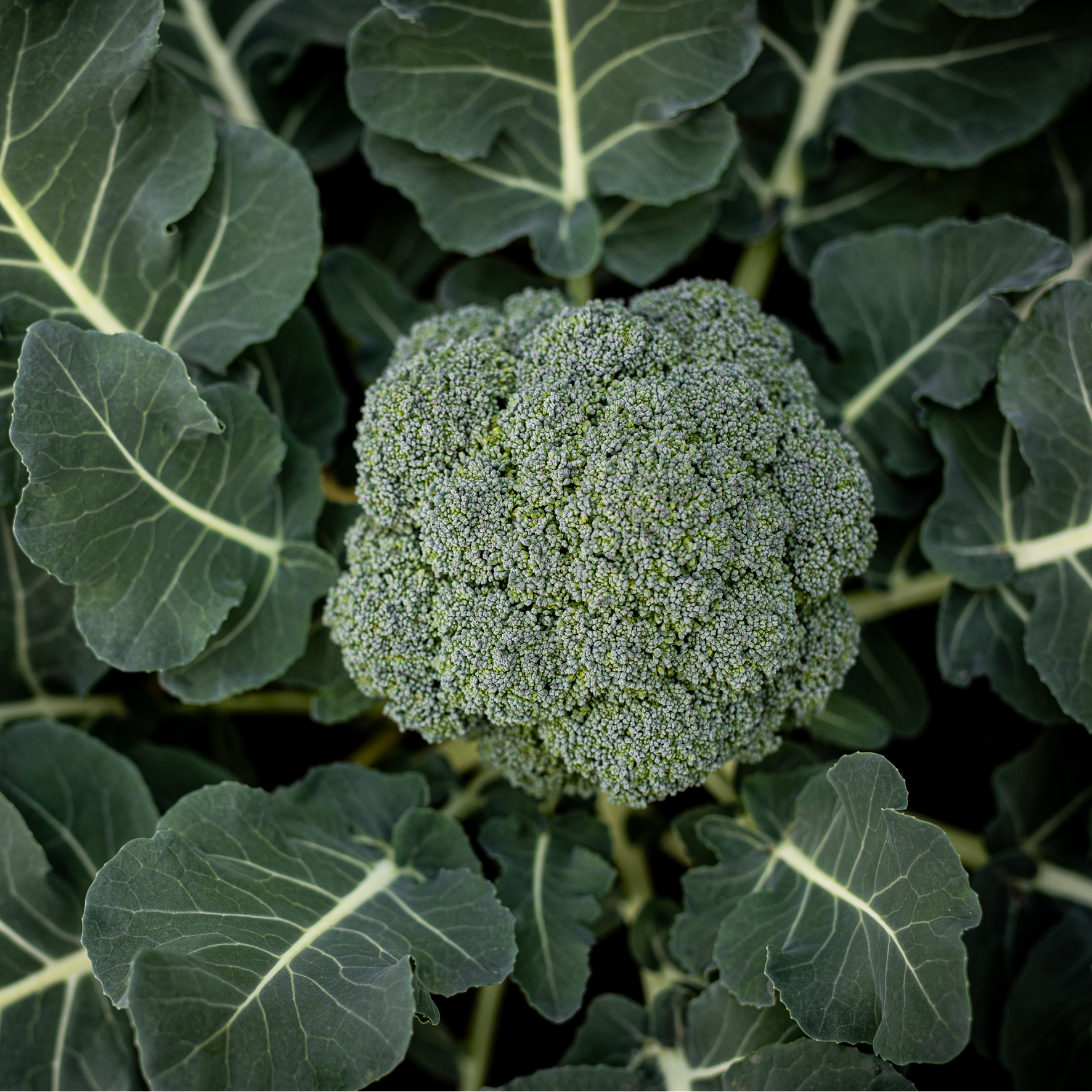 Broccoli hoved og blade