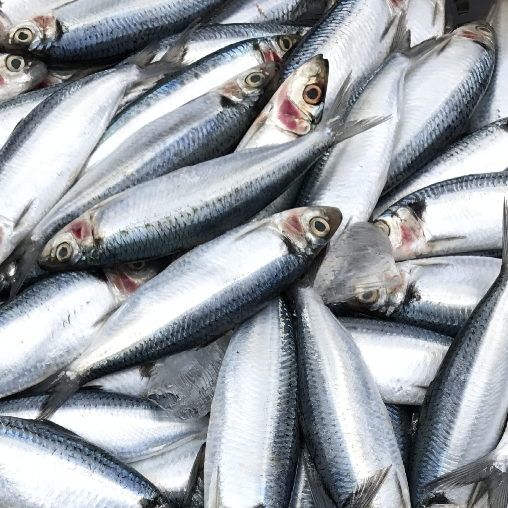 Fisk fra havet