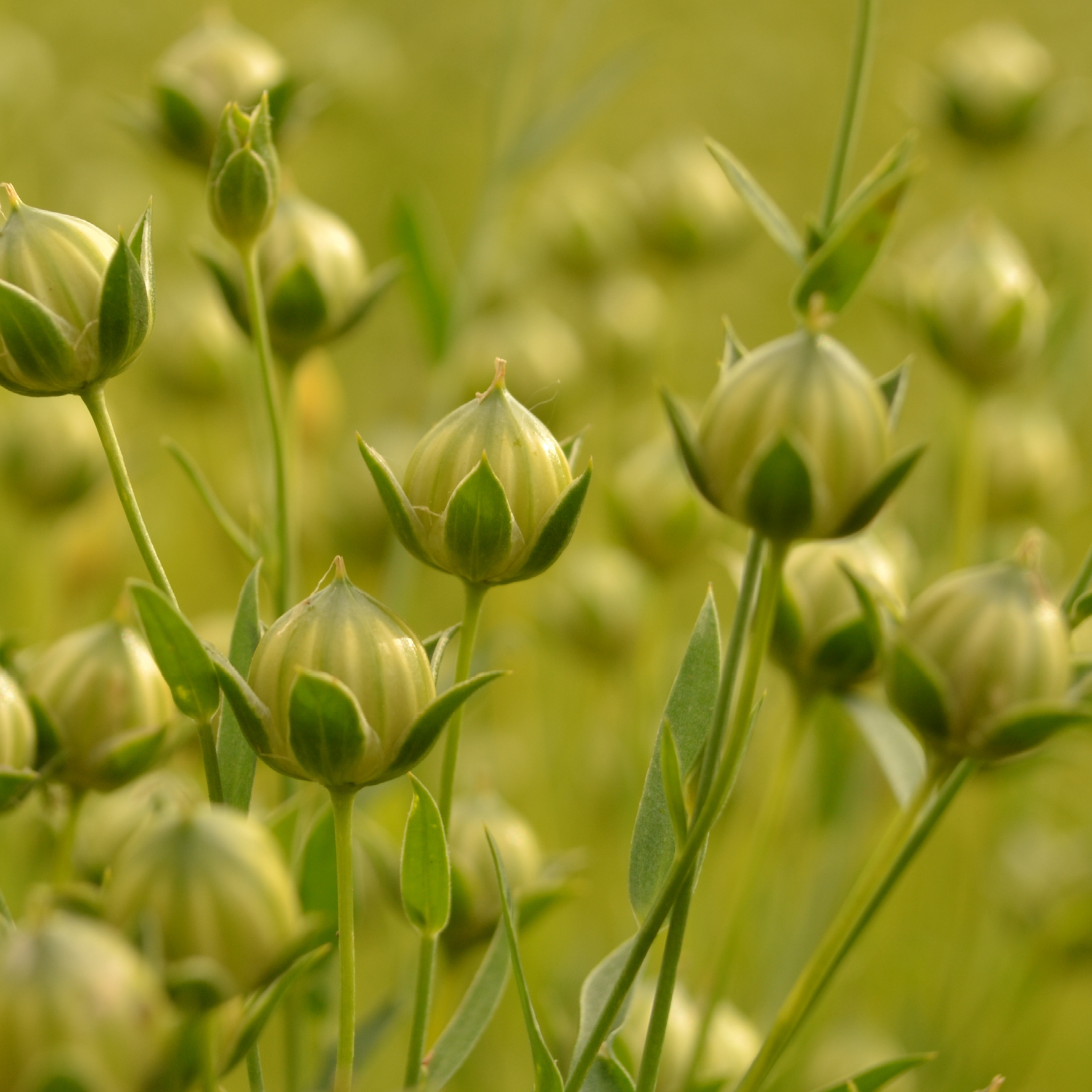 Hørfrø blomst på mark